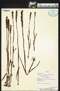 Habenaria parviflora image