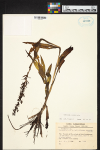 Habenaria repens image