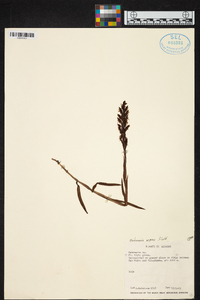 Habenaria repens image