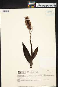 Habenaria dentata image