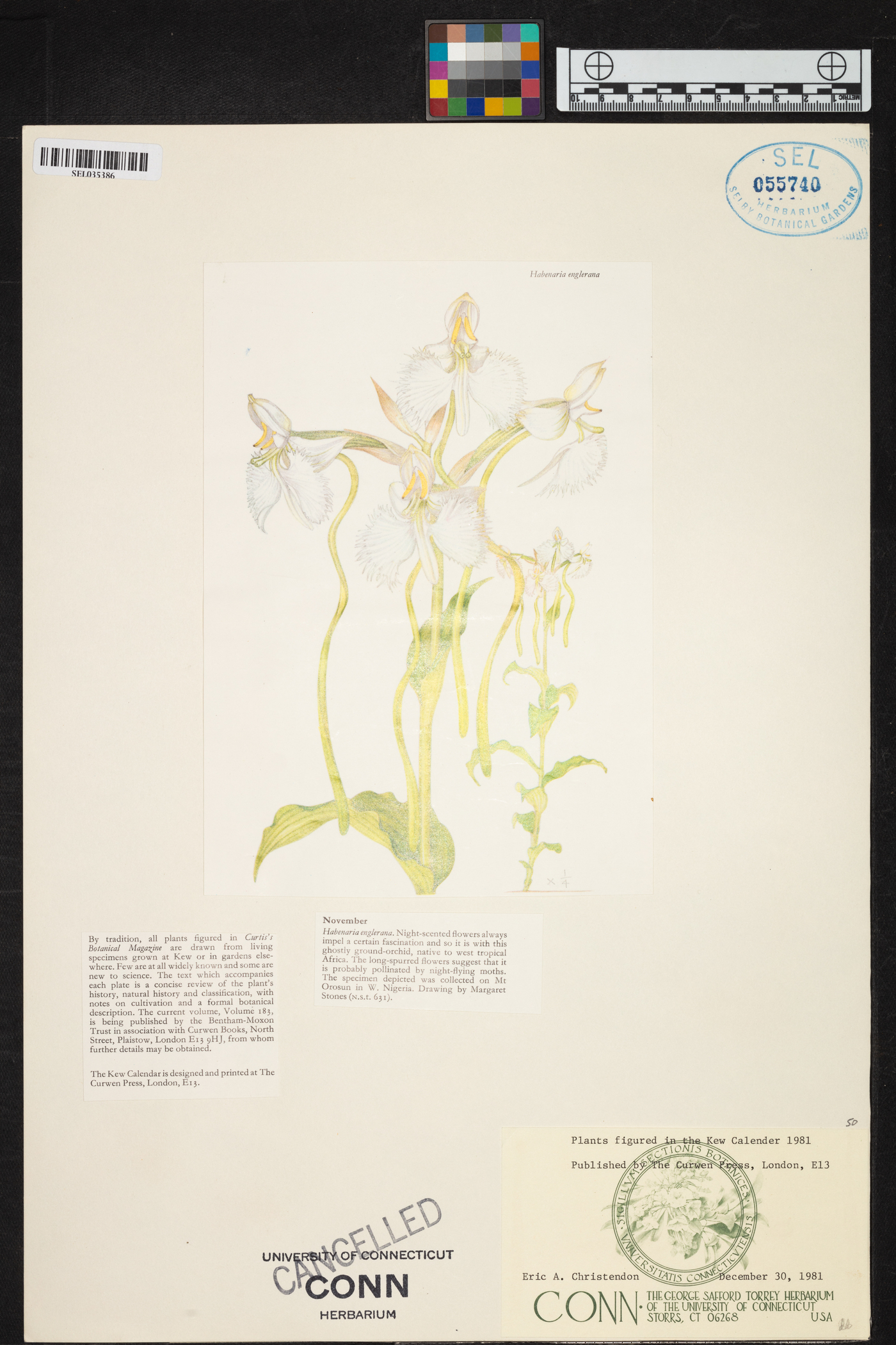 Habenaria engleriana image