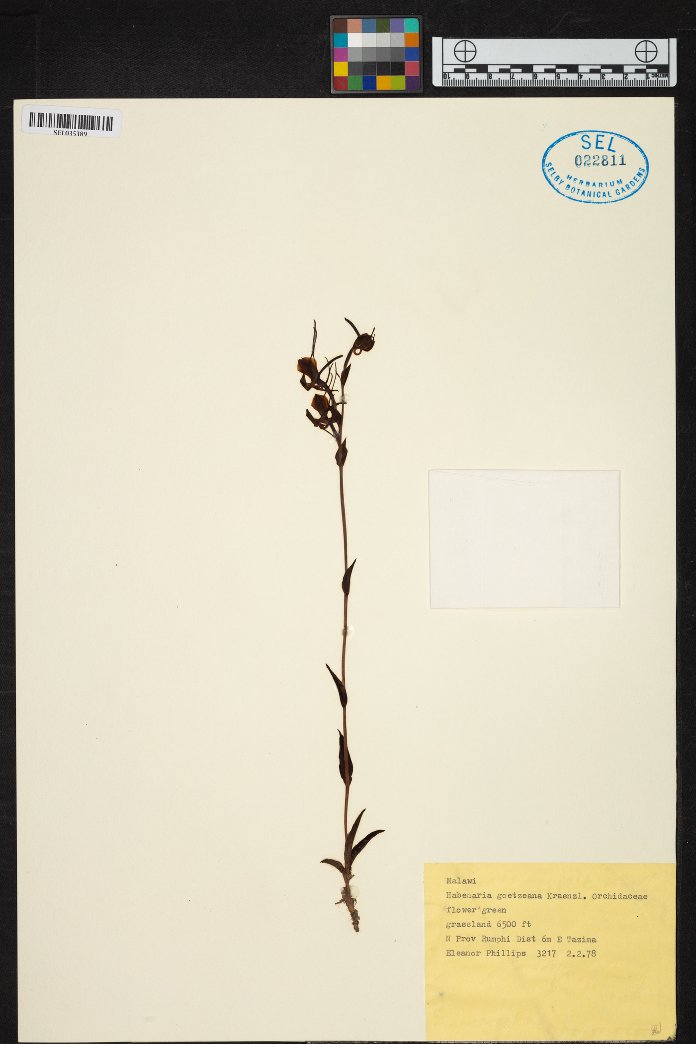 Habenaria goetzeana image