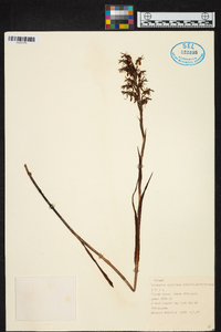 Habenaria kyimbilae image