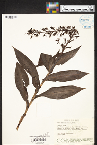 Habenaria malacophylla image