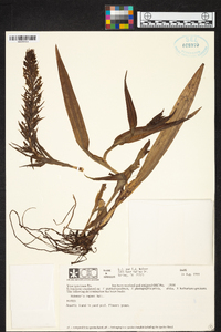 Habenaria repens image