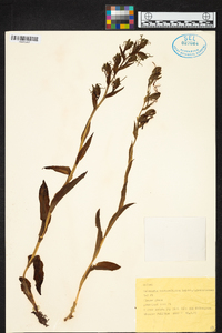 Habenaria tentaculigera image