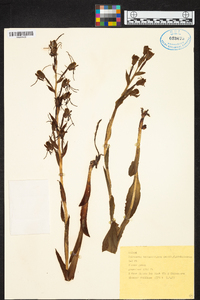 Habenaria tentaculigera image