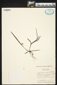 Helleriella punctulata image