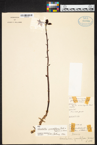Hexalectris grandiflora image