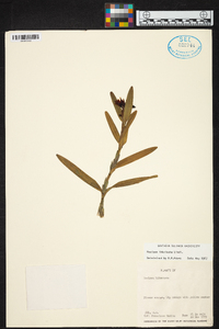 Scaphyglottis imbricata image