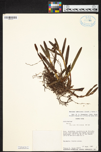 Scaphyglottis imbricata image