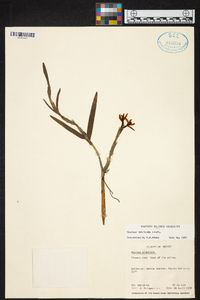 Scaphyglottis imbricata image