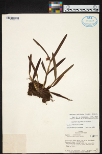 Scaphyglottis imbricata image