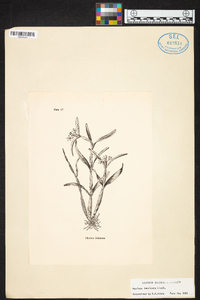 Scaphyglottis imbricata image