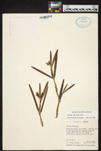 Scaphyglottis imbricata image