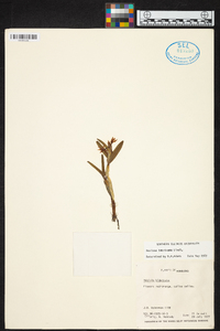 Scaphyglottis imbricata image