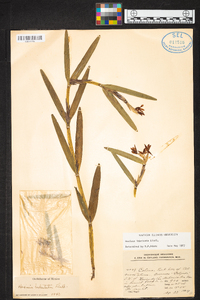 Scaphyglottis imbricata image