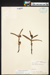 Scaphyglottis imbricata image