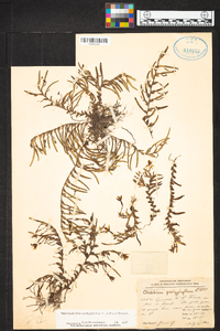 Homalopetalum pachyphyllum image