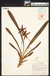 Huntleya fasciata image
