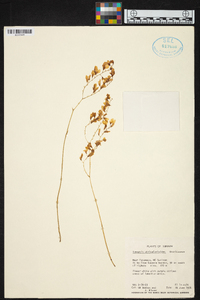 Ionopsis utricularioides image