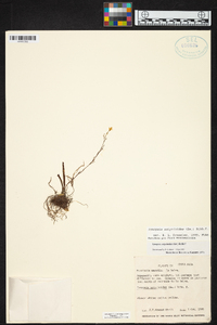 Ionopsis satyrioides image