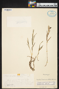 Isochilus aurantiacus image