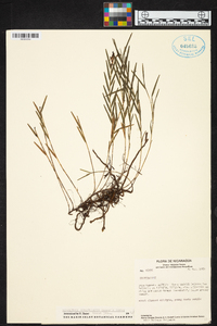 Isochilus aurantiacus image