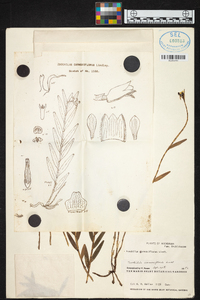 Isochilus carnosiflorus image