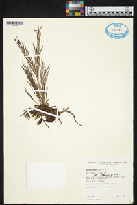 Isochilus linearis image