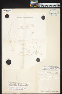 Jacquiniella cobanensis image