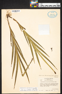 Jacquiniella equitantifolia image