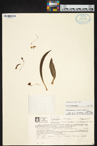Kefersteinia alba image