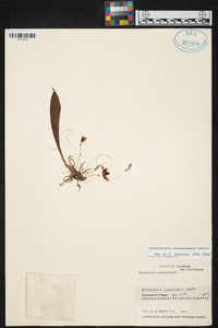 Kefersteinia costaricensis image