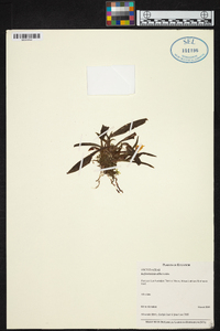 Kefersteinia alba image