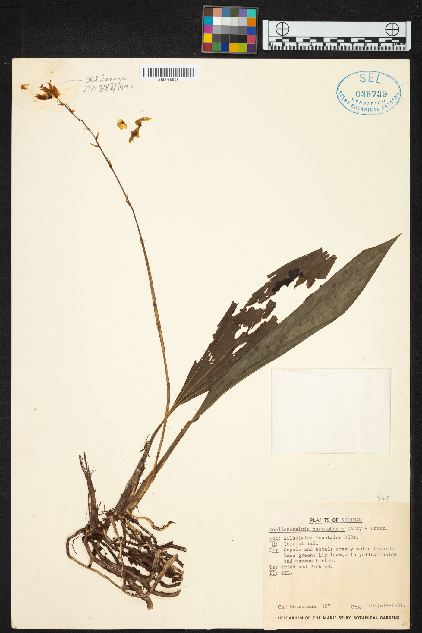 Koellensteinia carraoensis image