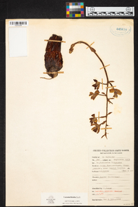 Lacaena bicolor image