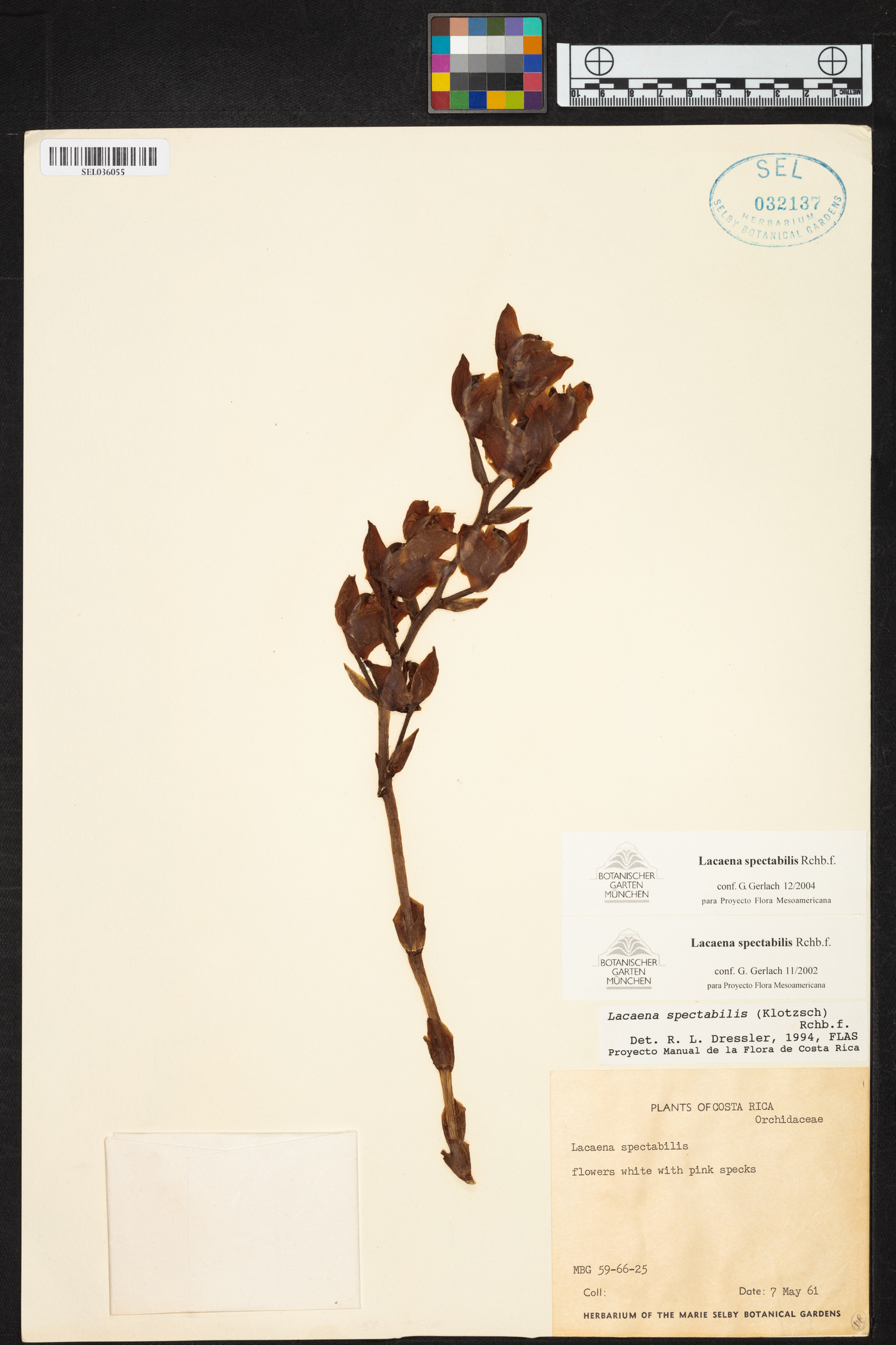 Lacaena spectabilis image