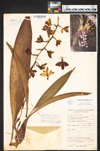 Lacaena spectabilis image