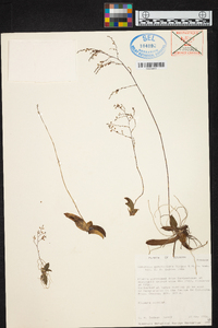 Ionopsis minutiflora image