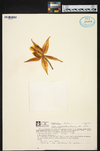 Laelia anceps image