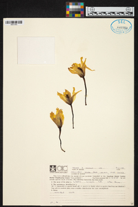 Image of Cattleya crispa