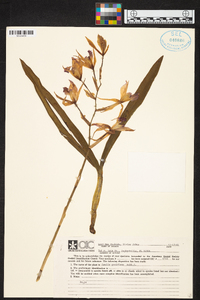 Laelia gouldiana image