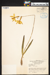 Laelia albida image