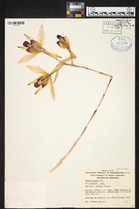 Laelia anceps image