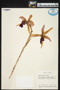 Laelia anceps image