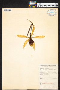 Laelia superbiens image