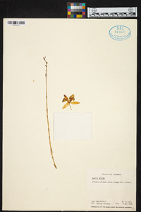 Laelia albida image