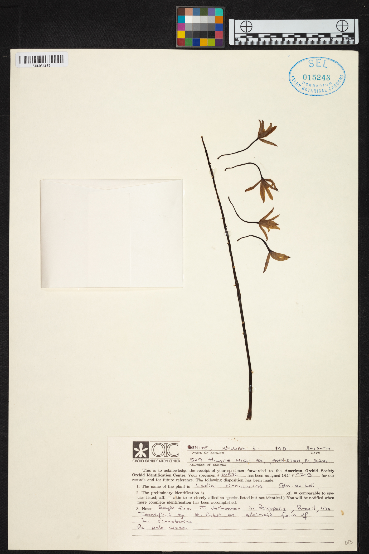Cattleya cinnabarina image