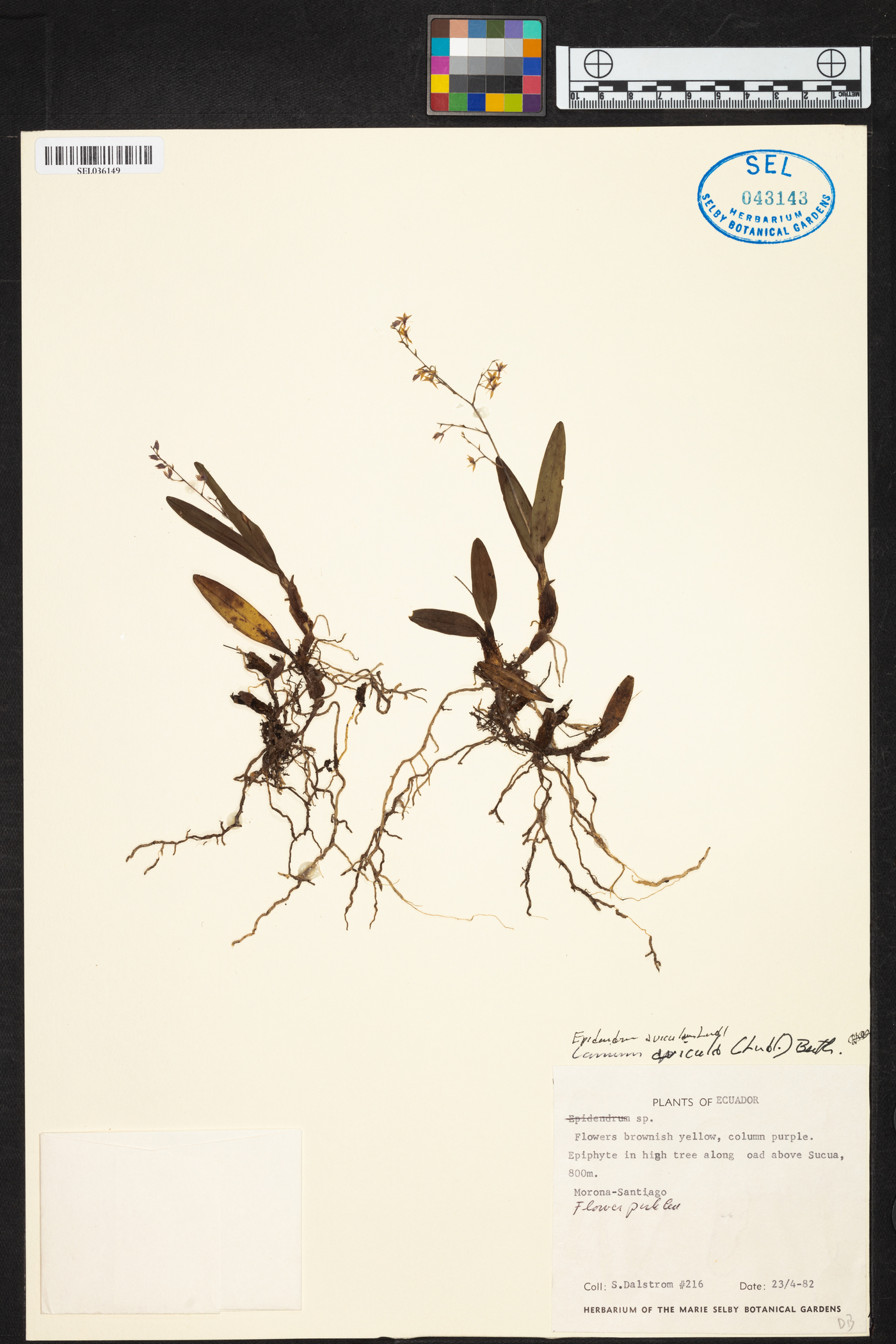 Epidendrum avicula image